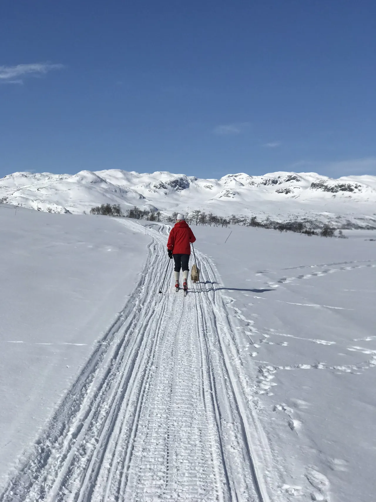 mann med hund på ski innover fjellheimen