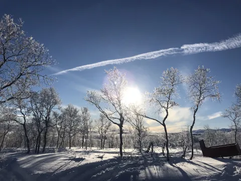 fjellbjørk i solnedgang på vinter